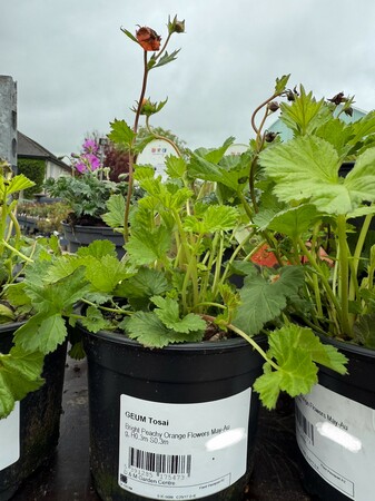 GEUM Tosai