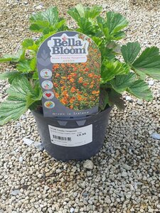 GEUM Totally Tangerine