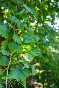 GINKGO BILOBA