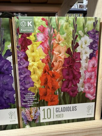 GLADIOLUS MIXED COLOURS