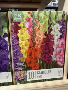 GLADIOLUS MIXED COLOURS