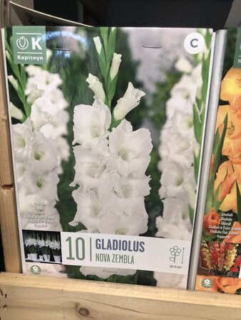 GLADIOLUS NOVA ZEMBLA