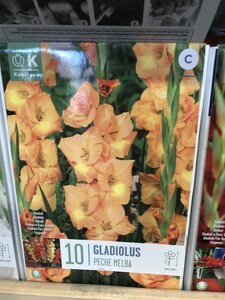 GLADIOLUS PECHE MELBA