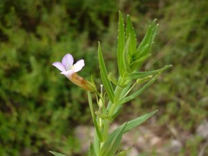 Gratiola officinalis / P9