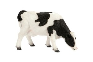 Grazing Black & White Cow