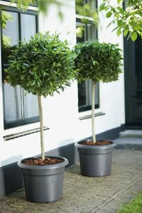 green basics cilinder 65cm - image 5