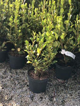 Griselinia littoralis