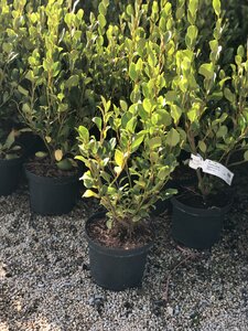Griselinia littoralis