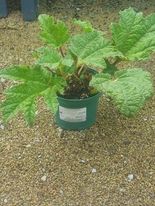 Gunnera manicata