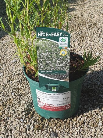 Gypsophila pan. 'White Festival'