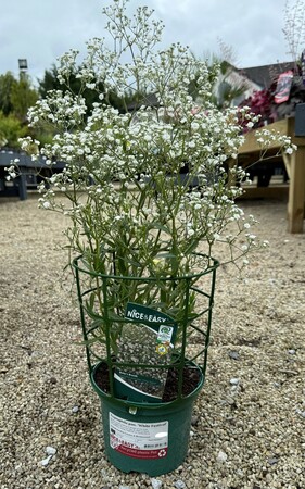 Gypsophila pan. 'White Festival' - image 2