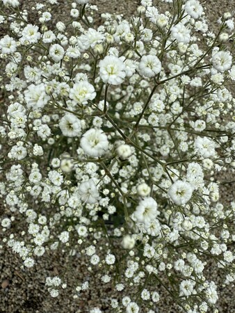 Gypsophila pan. 'White Festival' - image 1