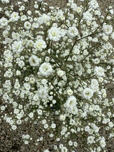 Gypsophila pan. 'White Festival' - image 1
