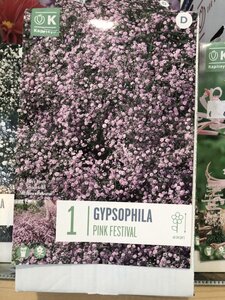 GYPSOPHILA PINK FESTIVAL