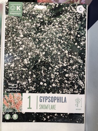 GYPSOPHILA SNOWFLAKE