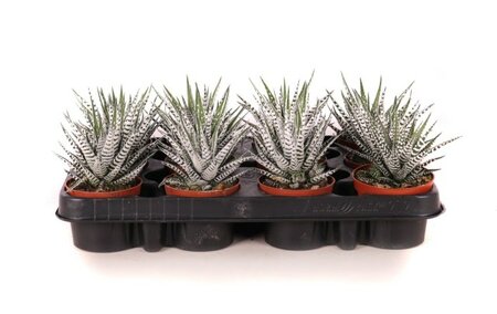 Haworthia fasciata 'Alba'