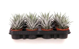 Haworthia fasciata 'Alba'