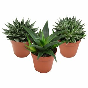 Haworthia mix