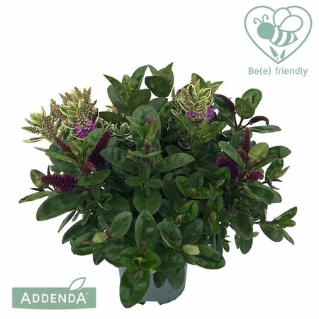 Hebe addenda® duo