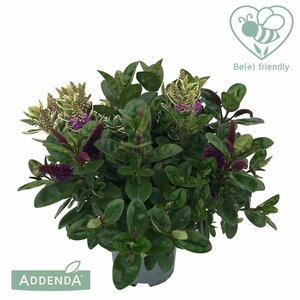 Hebe addenda® duo
