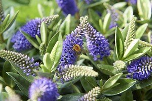 Hebe addenda® 'Granda'