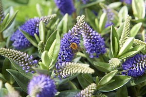 Hebe addenda® 'Granda'