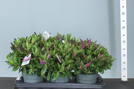 Hebe addenda® green mix