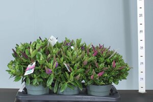 Hebe addenda® green mix