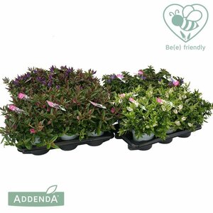 Hebe addenda® green mix