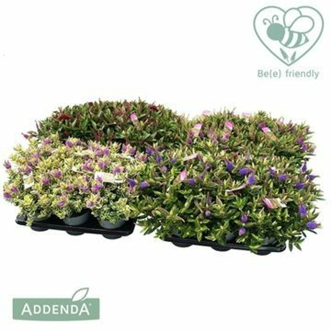 addenda plant Hebe Addenda 'Donna Eva'  The Garden Corner