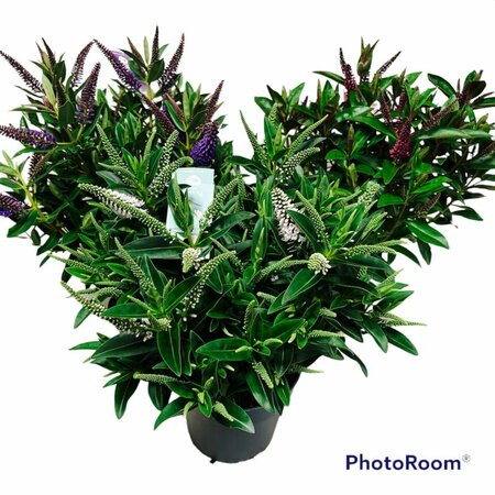 Hebe addenda® mix