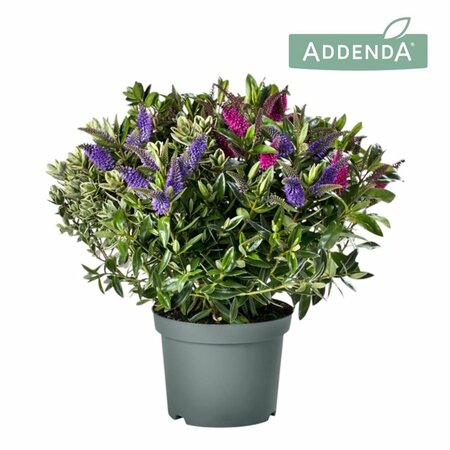 Hebe addenda® trio