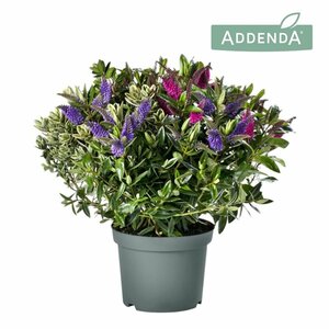 Hebe addenda® trio