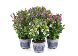Hebe (All Blooms) mix