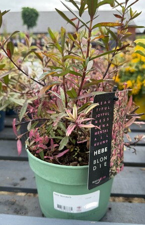 Hebe 'Blondie'®