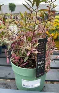 Hebe 'Blondie'®
