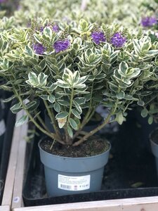 Hebe Classica® 'Katrina'