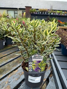 HEBE elliptica Variegata