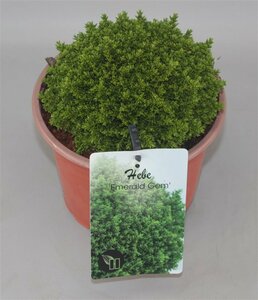 Hebe 'Emerald Green' 2 Ltr pot