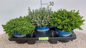 Hebe 'Green Boys'® 2 Ltr pot