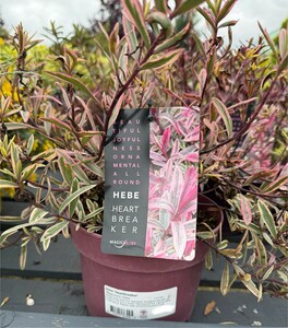 Hebe 'Heartbreaker'