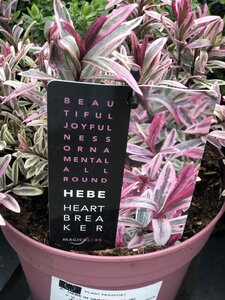 Hebe HEARTBREAKER