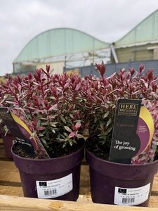 HEBE IN VARIETIES
