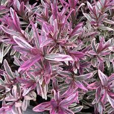 Hebe 'Magic Summer'