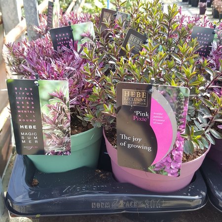 Hebe 'Magicolors'® mix / 2 Ltr pot