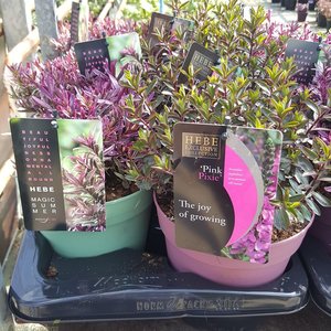 Hebe 'Magicolors'® mix / 2 Ltr pot