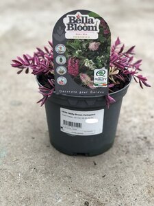 HEBE Matty Brown Variegated