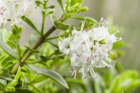 HEBE pinguifolia Pagei