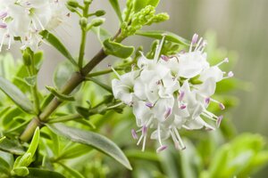 HEBE pinguifolia Pagei