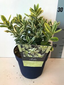 Hebe 'Pinocchio'
